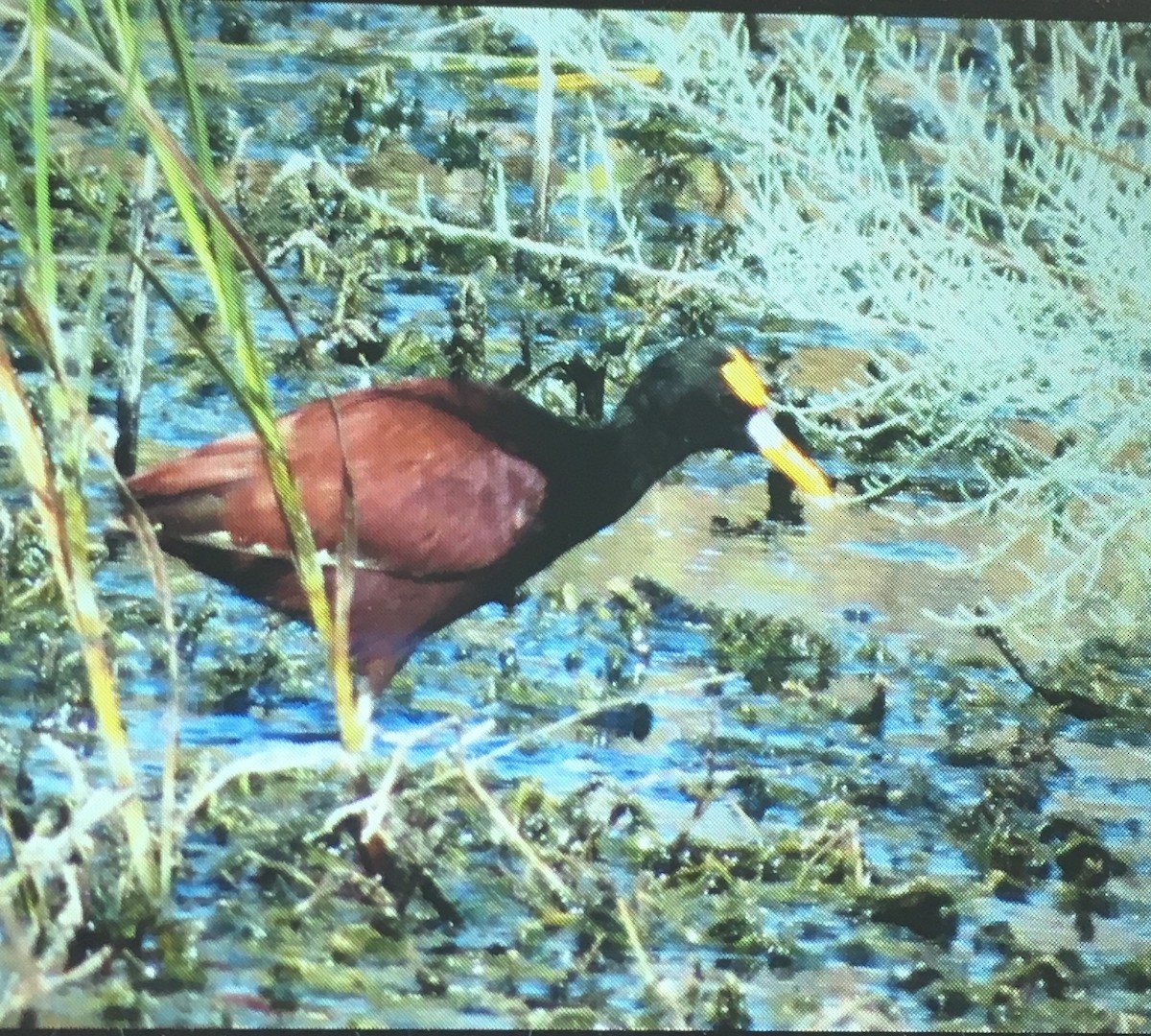 Jacana du Mexique - ML106357991