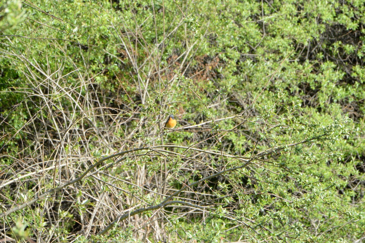 Slaty-backed Flycatcher - ML106358231