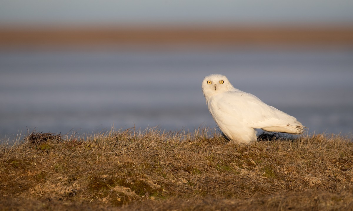 Snowy Owl - ML106358811