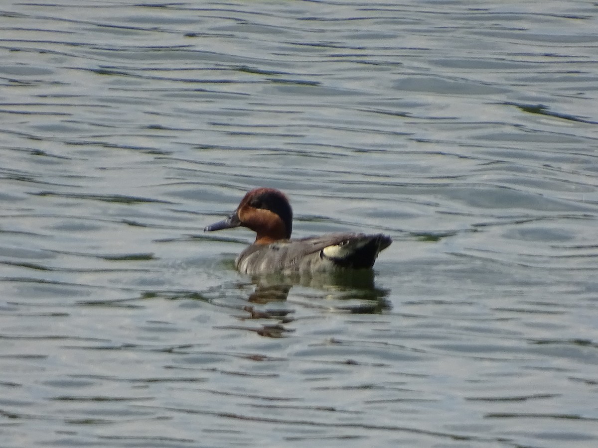 Green-winged Teal - Denise Desmarais