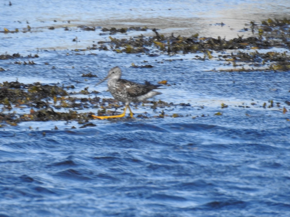 Greater Yellowlegs - ML106361081