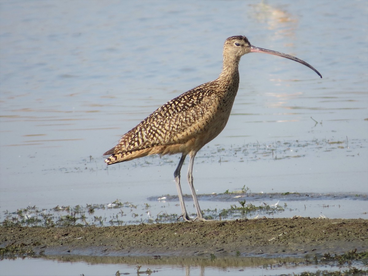 Long-billed Curlew - Rick Saxton