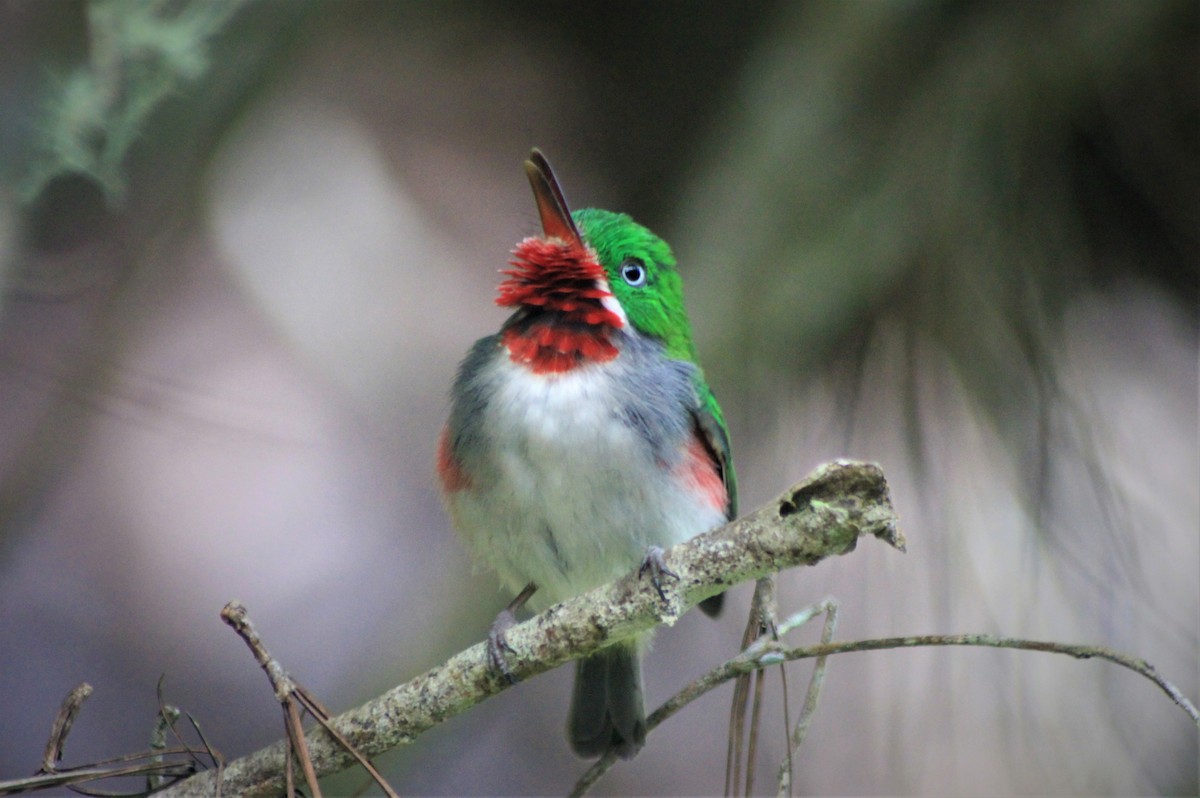 Narrow-billed Tody - ML106363911