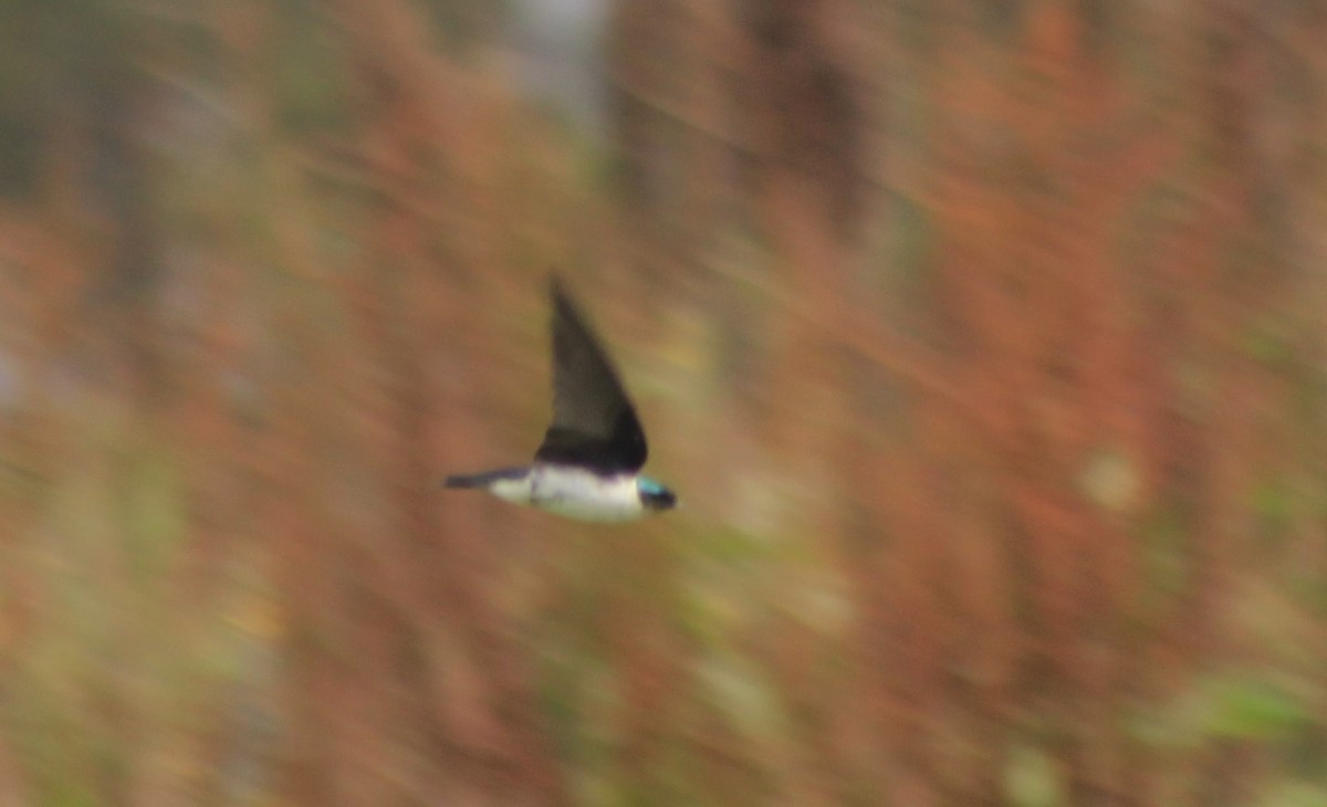 Golondrina Dorada - ML106364461