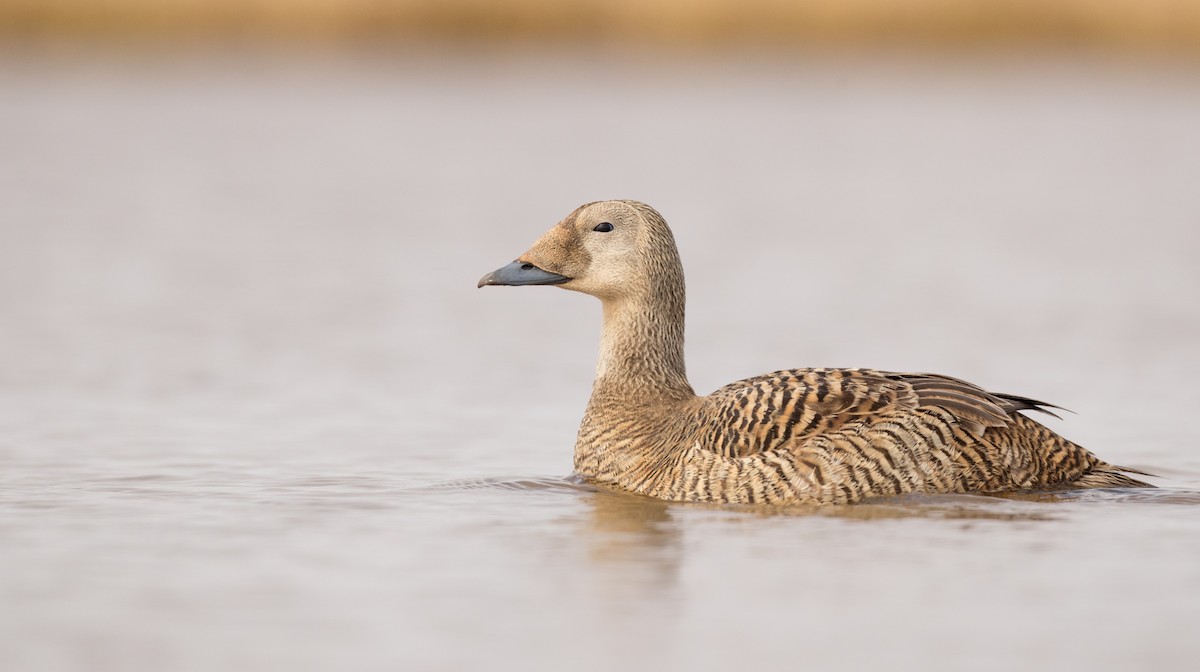 Spectacled Eider - ML106364491