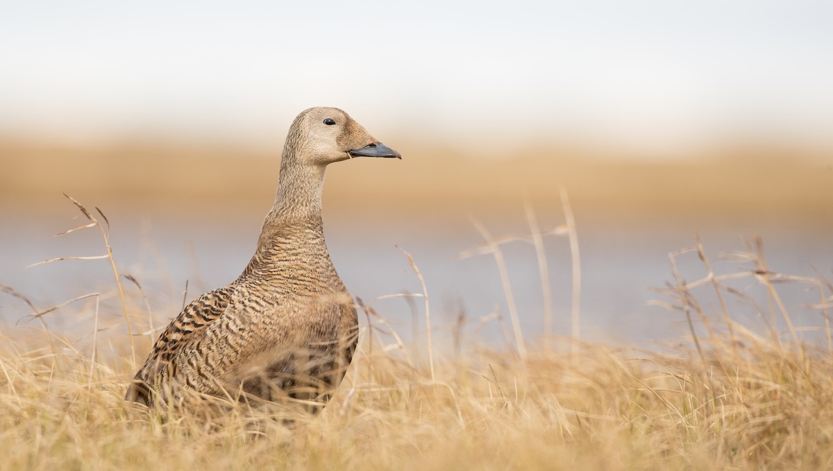 Spectacled Eider - ML106364521