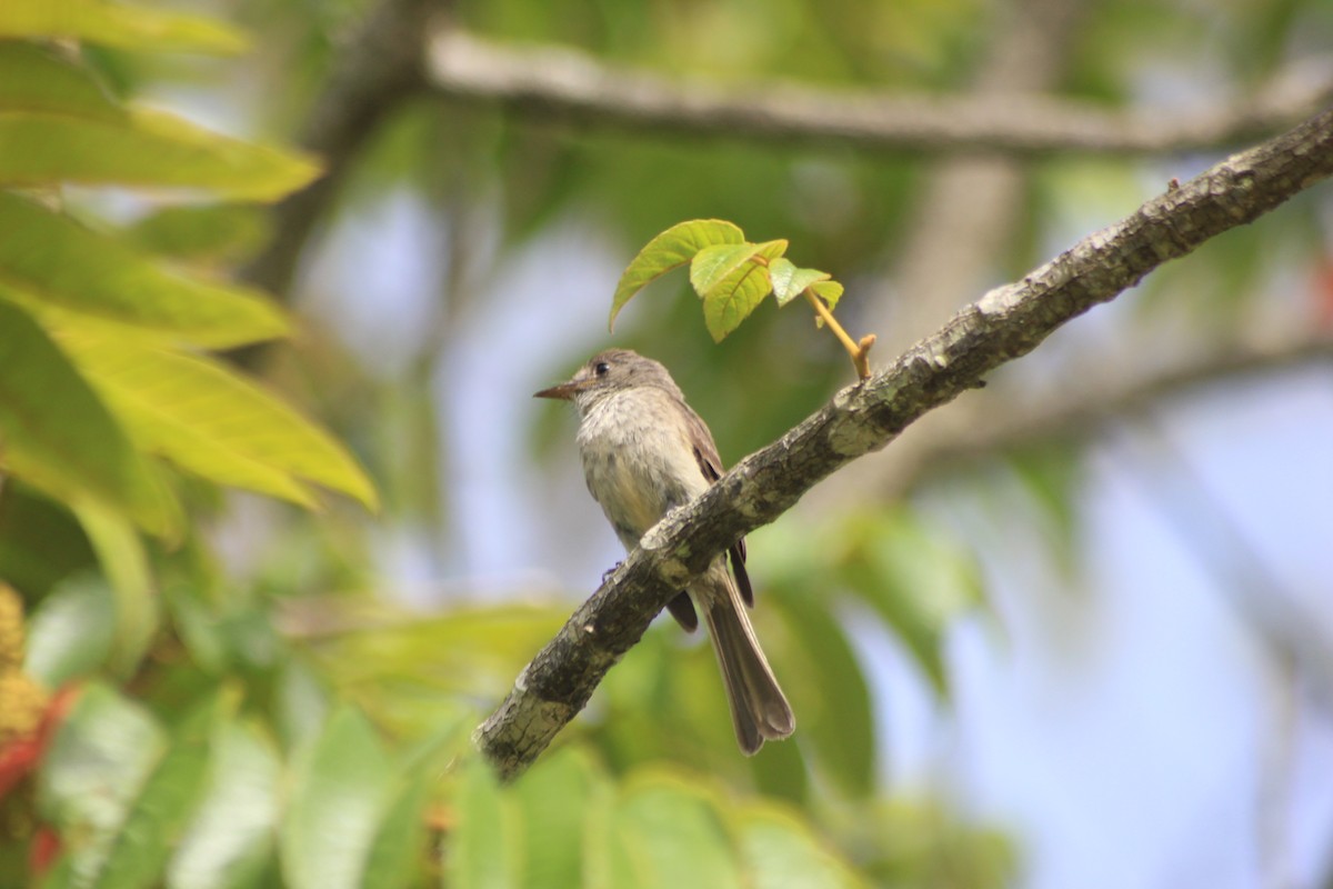 Hispaniolan Pewee - ML106364771