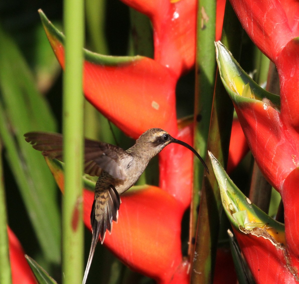 Long-billed Hermit - ML106365021