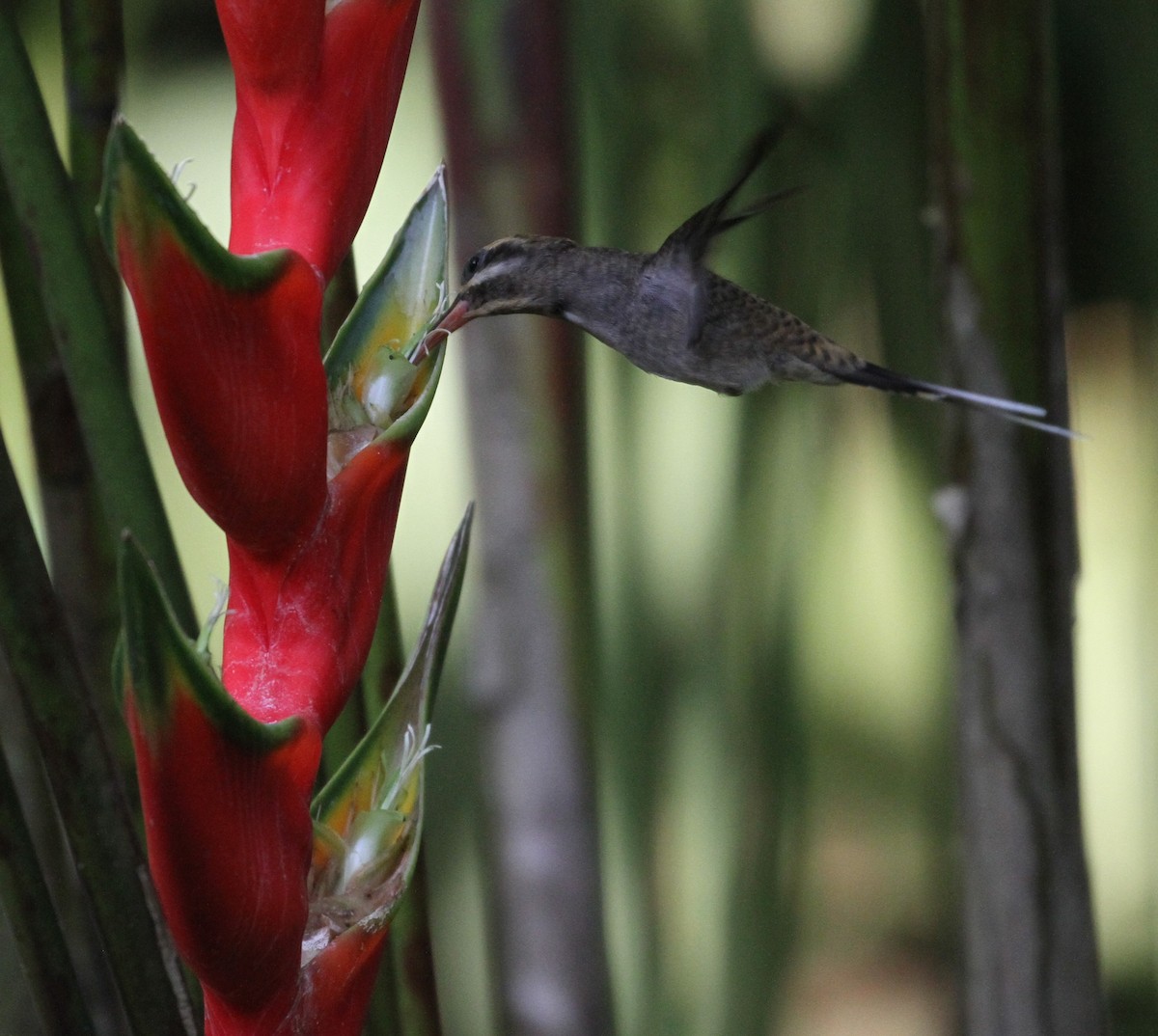 Длинноклювый колибри-отшельник - ML106365541