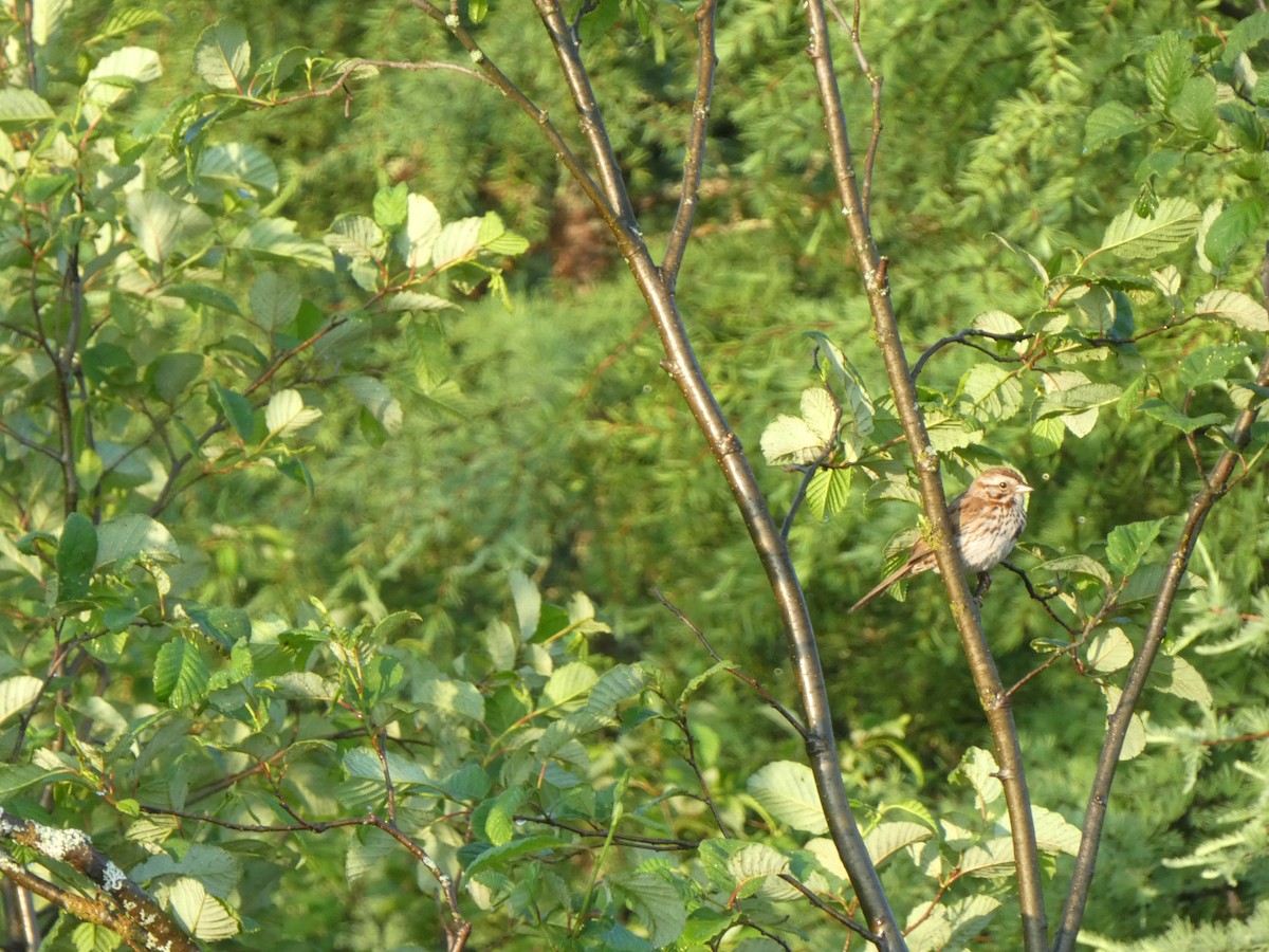 Song Sparrow - Marc-Antoine Montpetit
