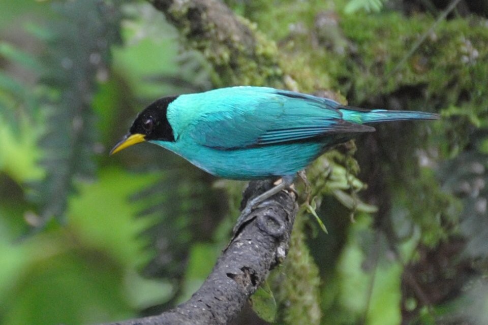 Green Honeycreeper - David Weaver