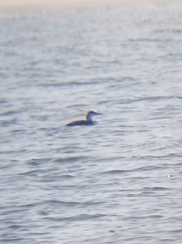 Common Loon - ML106372311