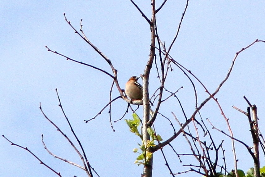 Common Chaffinch - ML106373031