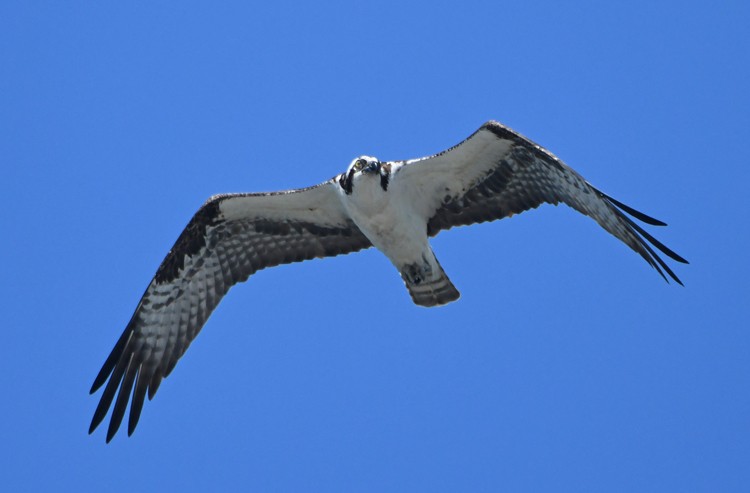 Osprey - MJ OnWhidbey