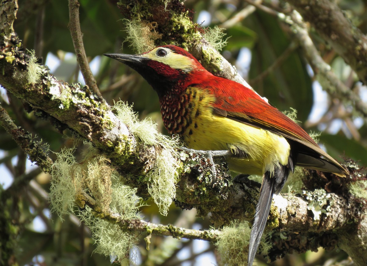 Crimson-mantled Woodpecker - ML106375101