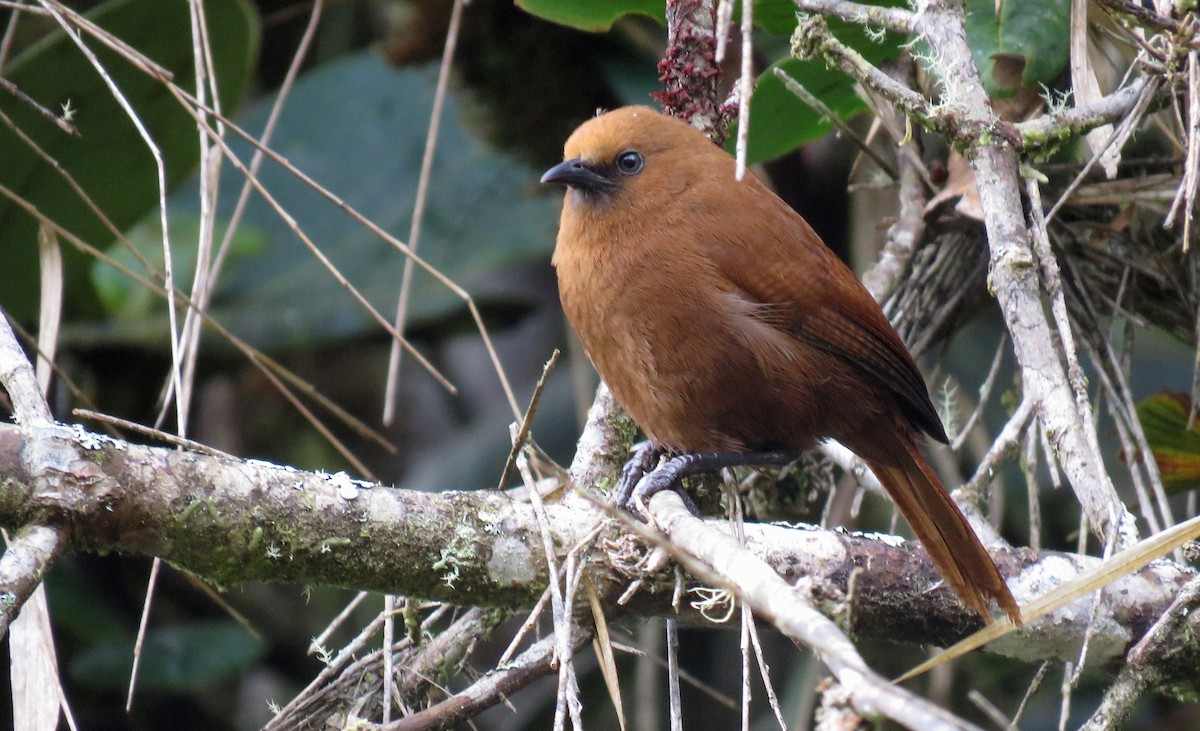 Sharpe's Wren - Iván Lau