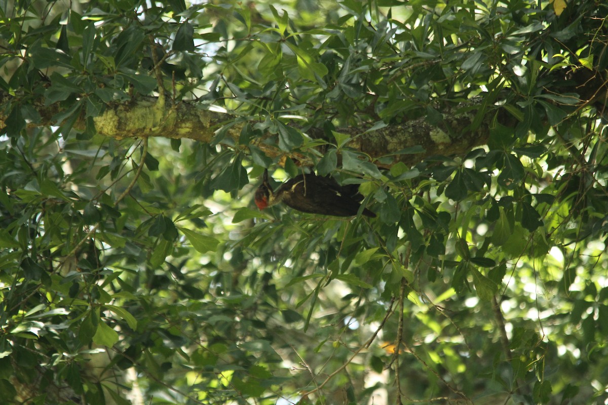 Pileated Woodpecker - ML106376541