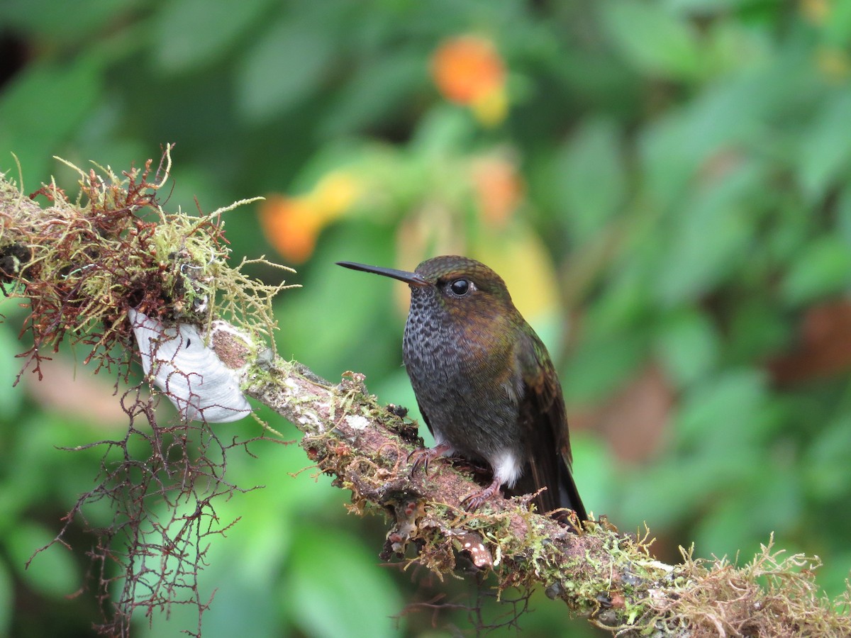 Hoary Puffleg - ML106376771