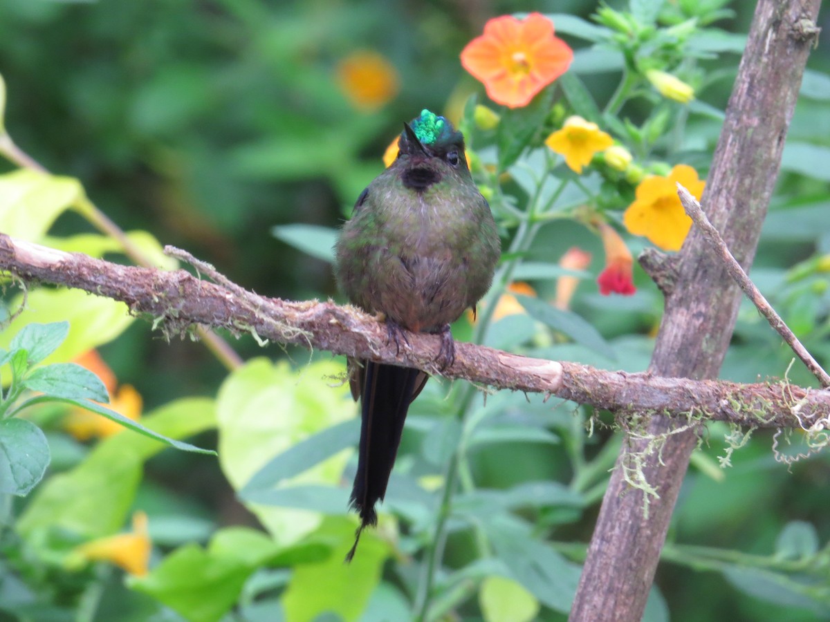 Violet-tailed Sylph - Luisa Arndt