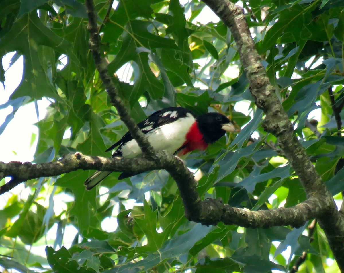 Rose-breasted Grosbeak - ML106378121