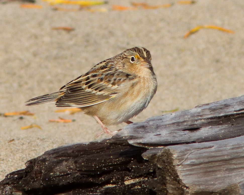 Grasshopper Sparrow - ML106378811