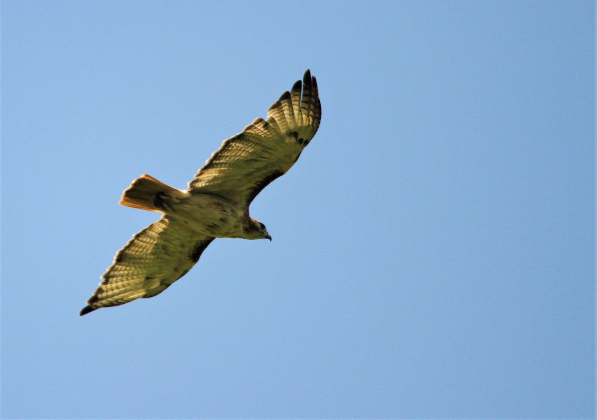 Red-tailed Hawk - ML106379161