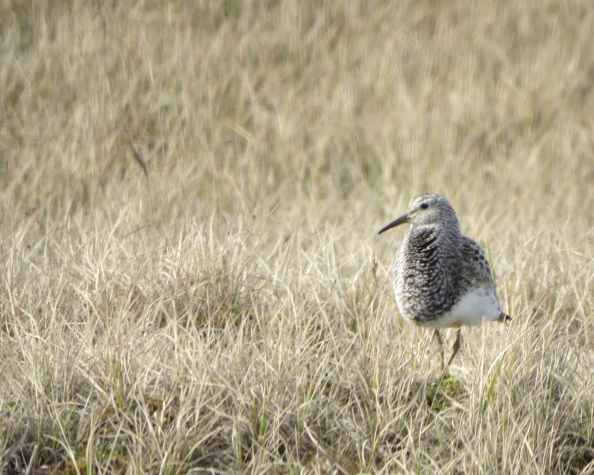 Pectoral Sandpiper - ML106379191