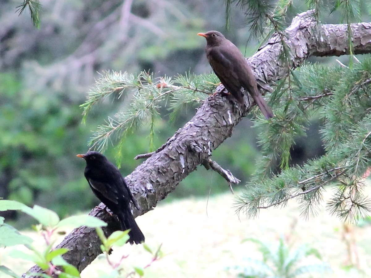 Gray-winged Blackbird - Shekar Vishvanath