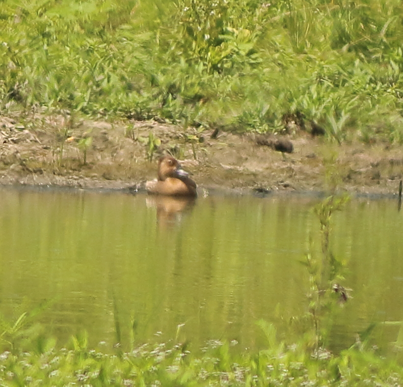 Fulvous Whistling-Duck - ML106380651