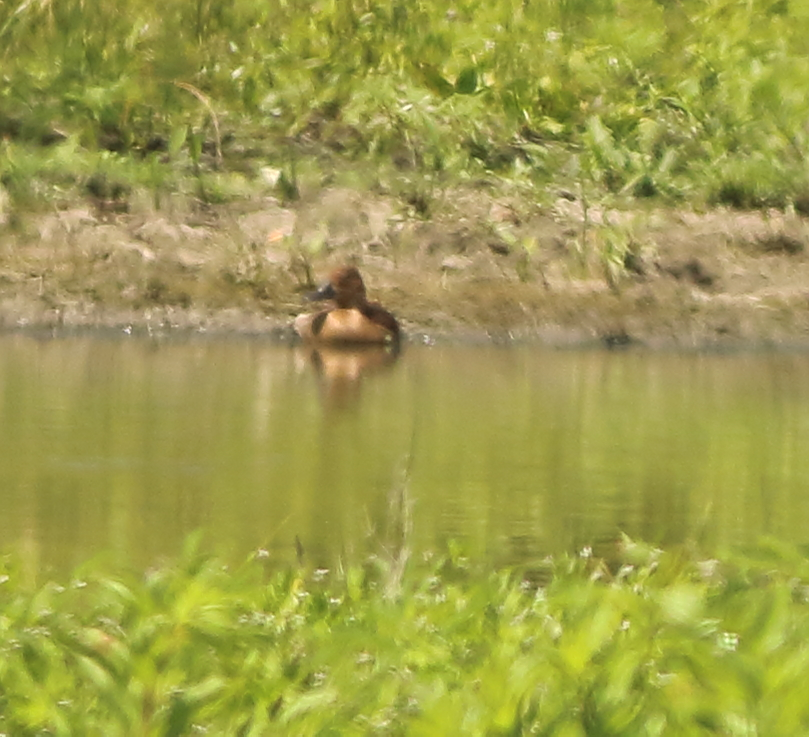 Fulvous Whistling-Duck - ML106380681