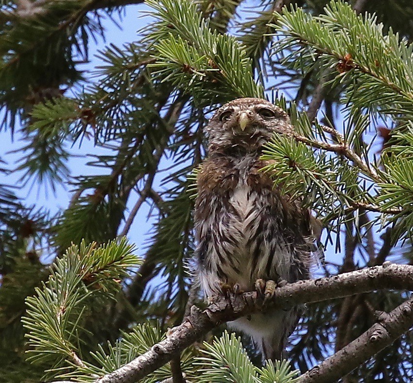 Northern Pygmy-Owl (Mountain) - ML106381311