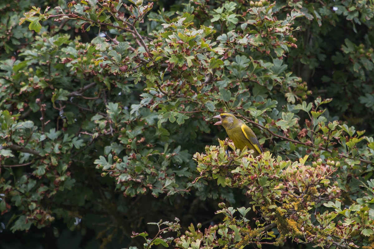 European Greenfinch - ML106382411