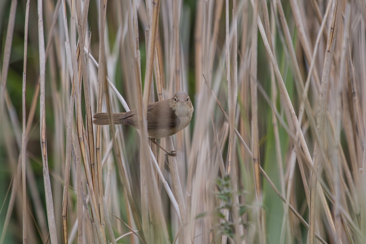 Common Reed Warbler - Charlene Fortner