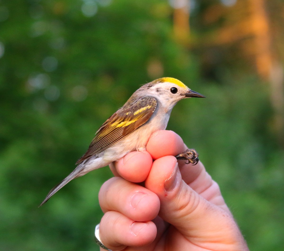 Brewster's x Chestnut-sided Warbler (hybrid) - Lowell Burket