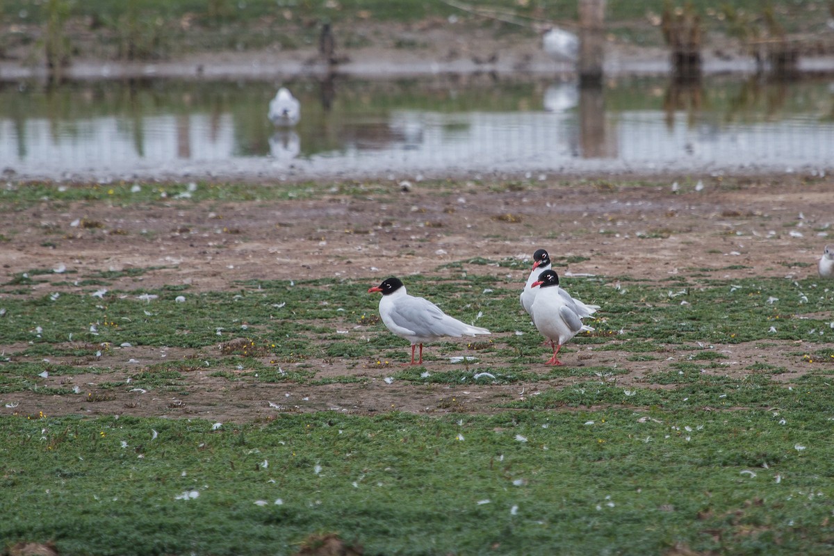 Gaviota Cabecinegra - ML106384411