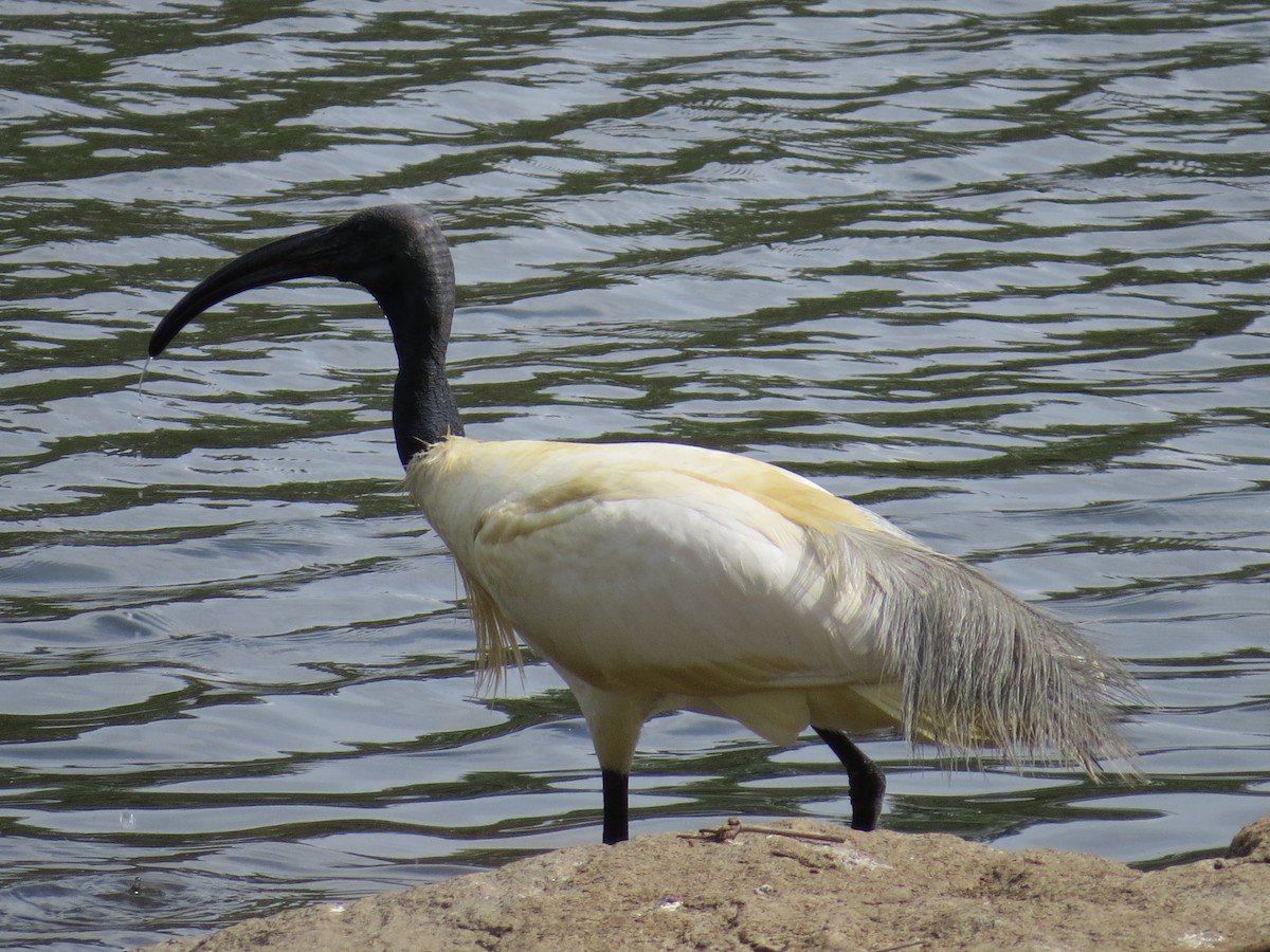 ibis černohlavý - ML106387561