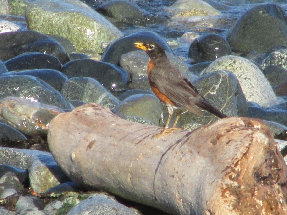 American Robin - ML106388461