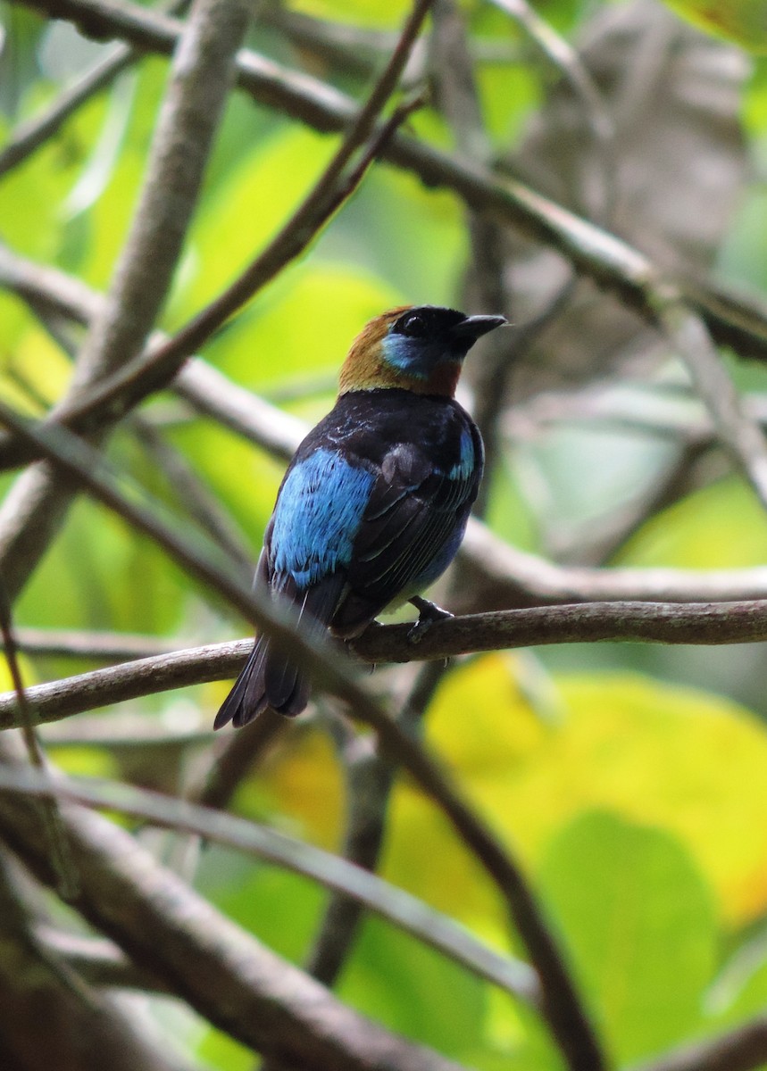 Golden-hooded Tanager - ML106388801