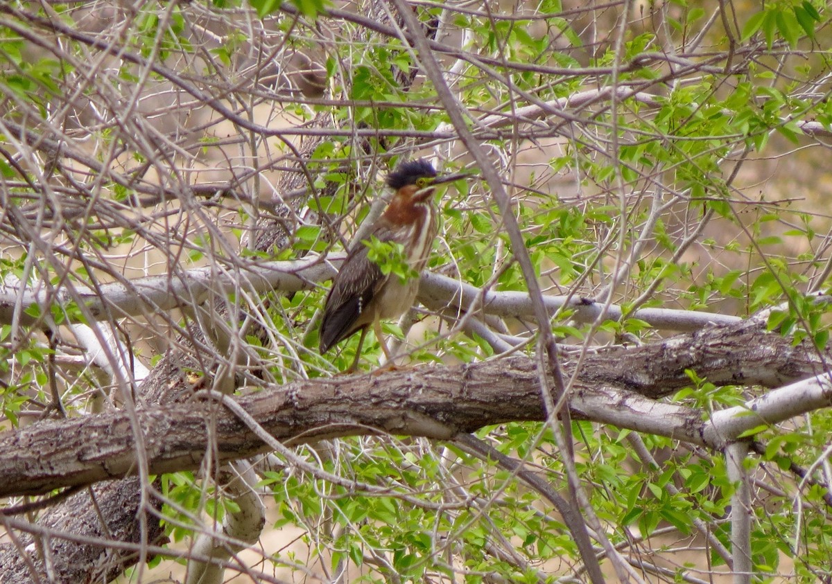 Green Heron - ML106388981