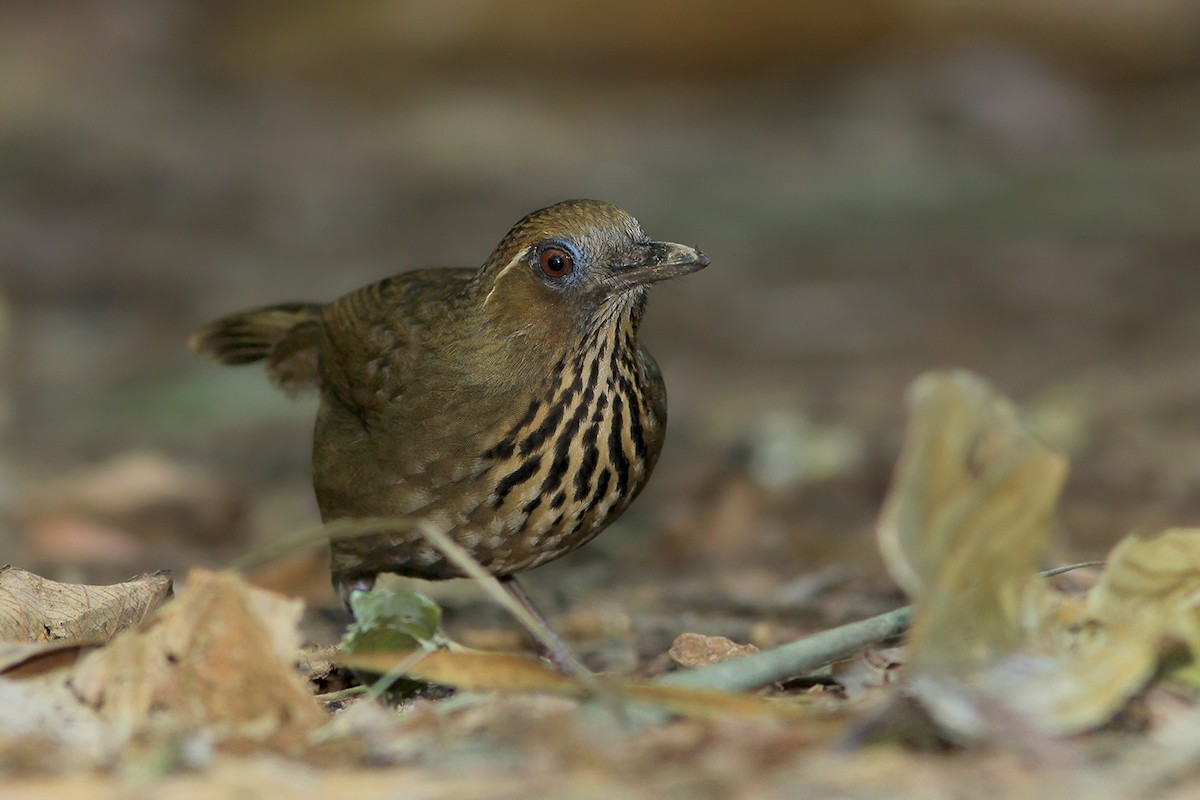 Spot-breasted Laughingthrush - Ayuwat Jearwattanakanok