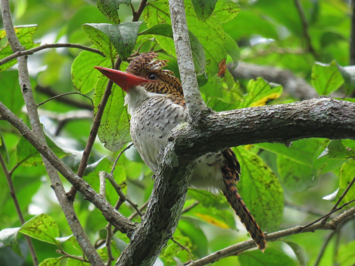 Banded Kingfisher - ML106393181