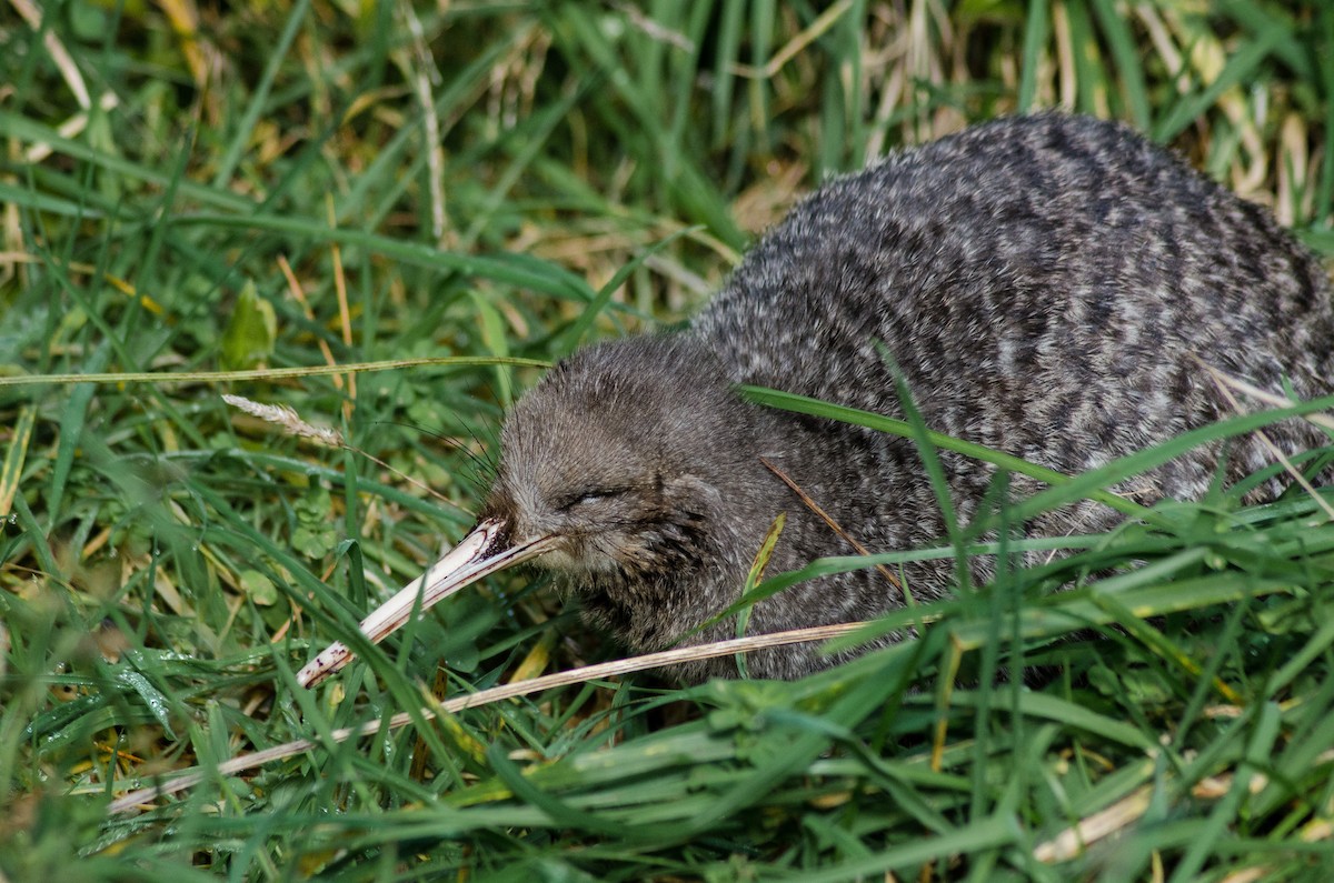 Little Spotted Kiwi - ML106395051