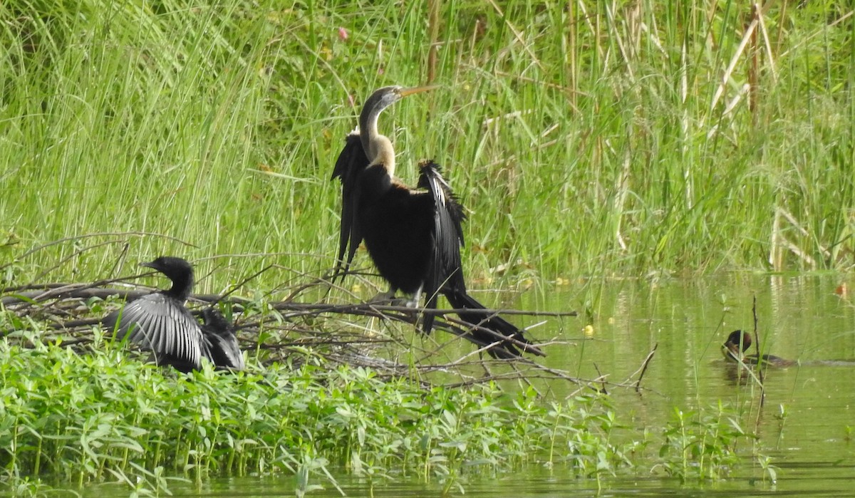 Oriental Darter - ML106396271