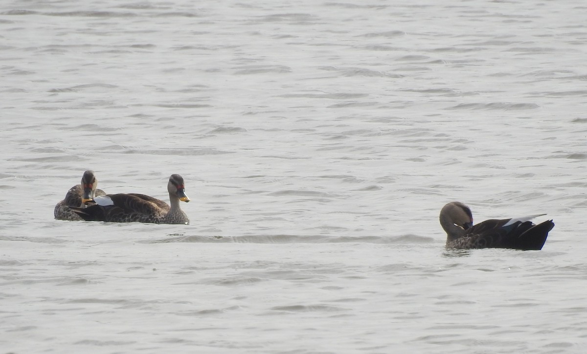 Indian Spot-billed Duck - ML106396311