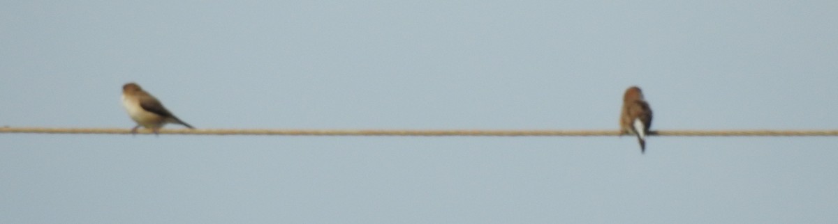 Indian Silverbill - ML106396321