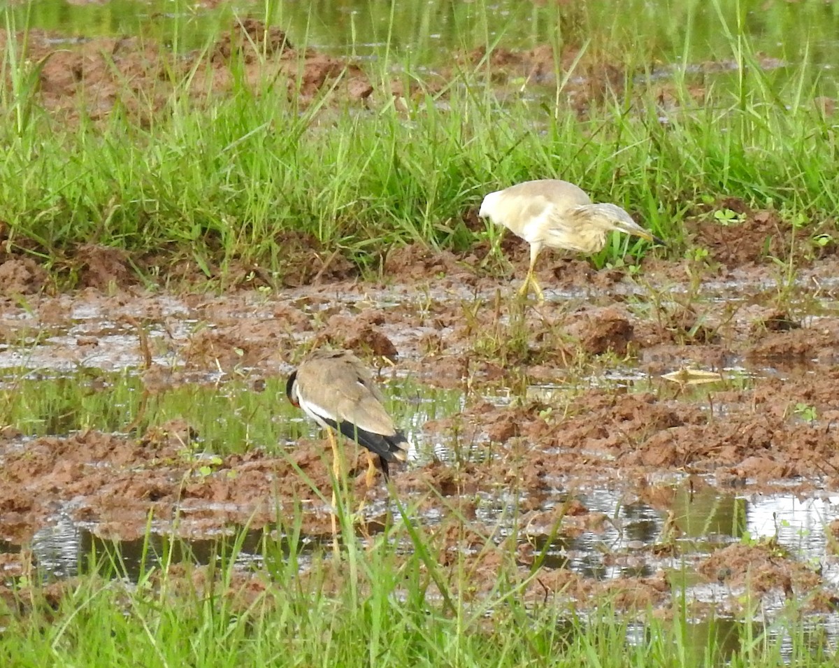 Red-wattled Lapwing - ML106396371