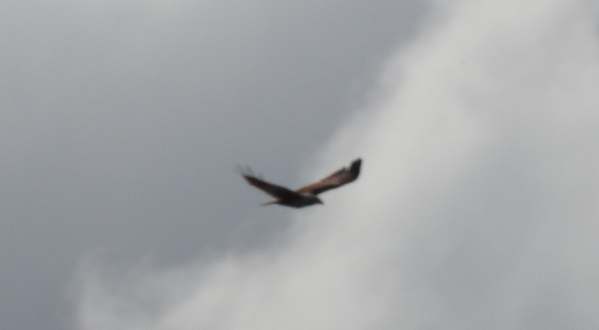 Brahminy Kite - ML106396401