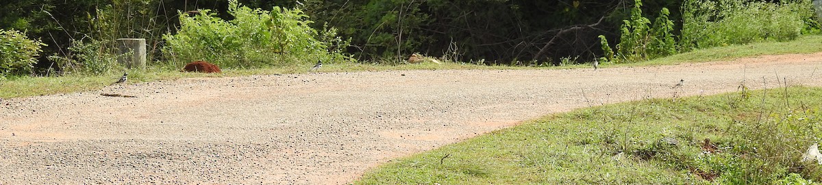 White-browed Wagtail - ML106396441
