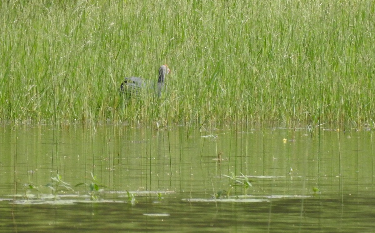 Gray-headed Swamphen - ML106396511