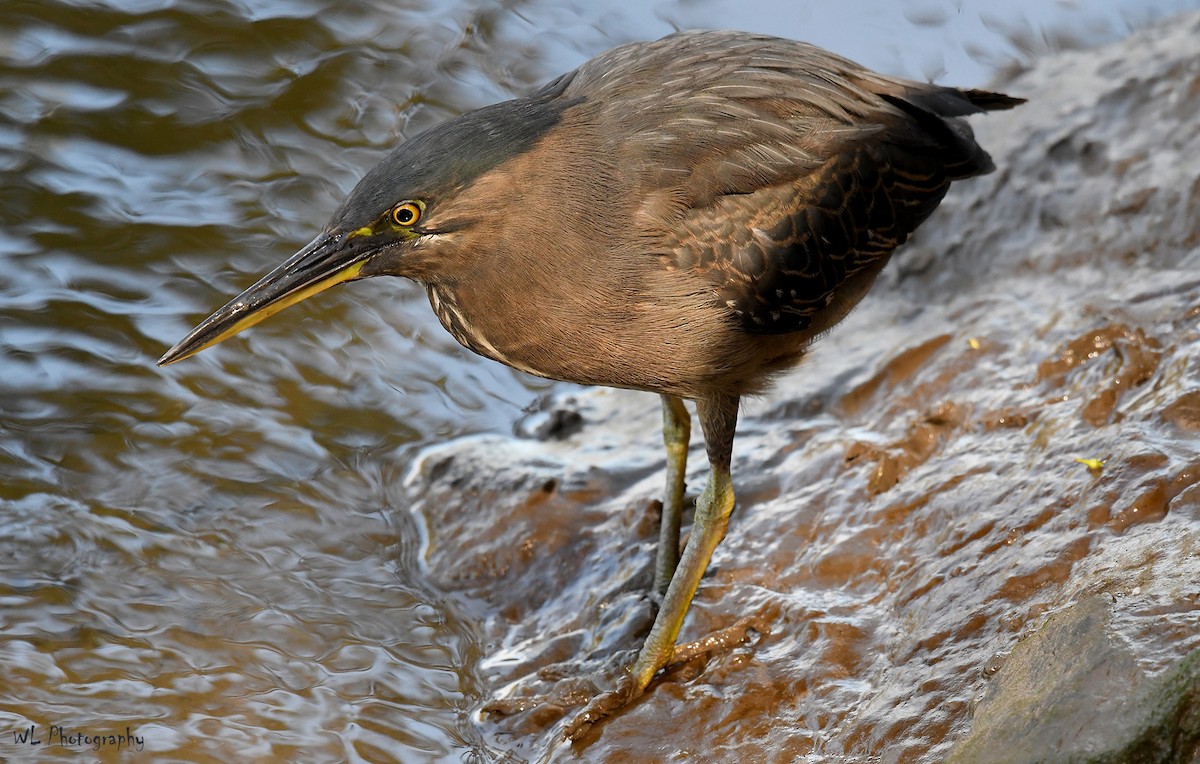 Striated Heron - ML106397731